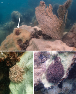 Habitat shift of a basket star during a coral bleaching event