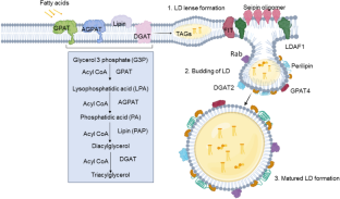 Liposome-Mediated Anti-Viral Drug Delivery Across Blood-Brain Barrier: Can Lipid Droplet Target Be Game Changers?