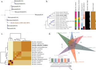 Genome-based characterization of the deep-sea psychrotolerant bacterium Bacillus altitudinis SORB11 isolated from the Indian Sector of the Southern Ocean