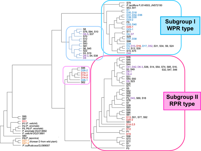 Comprehensive study on genetic and chemical diversity of Asian medicinal plants, aimed at sustainable use and standardization of traditional crude drugs