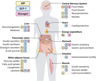 Poly-Agonist Pharmacotherapies for Metabolic Diseases: Hopes and New Challenges.