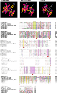 Tartrate Dehydrogenase in Bacillus Species: Deciphering Unique Catalytic Diversity Through Kinetic, Structural and Molecular Docking Analysis