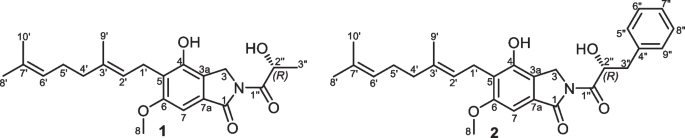 New isoindolinone derivatives isolated from the fruiting bodies of the basidiomycete Hericium coralloides