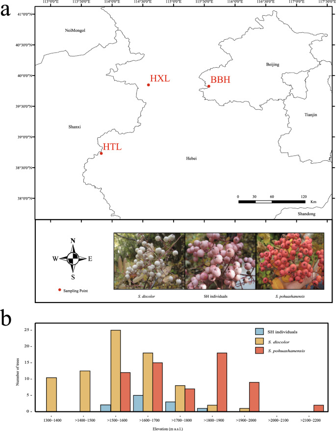 Morphological and molecular evidence for natural hybridization between Sorbus pohuashanensis and S. discolor (Rosaceae)