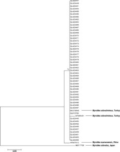 Molecular characterization of the multi-drug resistant Myroides odoratimimus isolates: a whole genome sequence-based study to confirm carbapenem resistance.