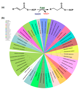 Structural and Biochemical Studies on Klebsiella Pneumoniae Enoyl-ACP Reductase (FabI) Suggest Flexible Substrate Binding Site