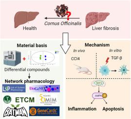 Cornus officinalis with high pressure wine steaming enhanced anti-hepatic fibrosis: Possible through SIRT3-AMPK axis