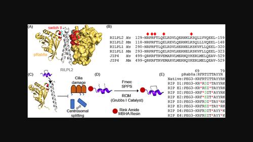 Targeting Rab-RILPL interactions as a strategy to downregulate pathogenic LRRK2 in Parkinson's disease