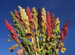 Study of glutathione S-transferase (CqGSTs) gene expression patterns, the response of basic helix–loop–helix (bHLH) transcription factor and genome-wide identification gene family in quinoa (Chenopodium quinoa Willd.) and its mechanisms of salt stress tolerance