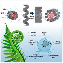 Synergistic actuation performance of artificial fern muscle with a double nanocarbon structure