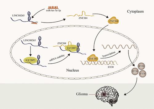 A Transcription Factor ZNF384, Regulated by LINC00265, Activates the Expression of IFI30 to Stimulate Malignant Progression in Glioma