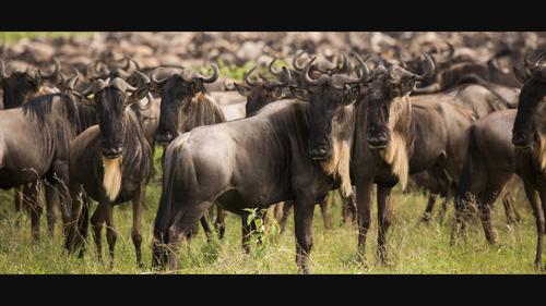 Allometry, asymmetry and sexual dimorphism in blue wildebeest (Connochaetes taurinus)