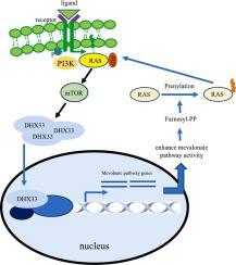 DHX33 mediates p53 to regulate mevalonate pathway gene transcription in human cancers