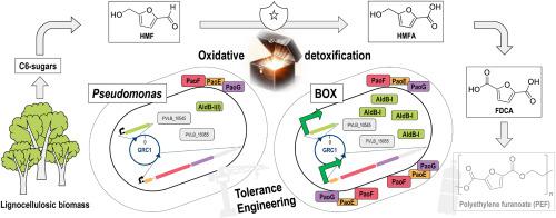 Engineering 5-hydroxymethylfurfural (HMF) oxidation in Pseudomonas boosts tolerance and accelerates 2,5-furandicarboxylic acid (FDCA) production