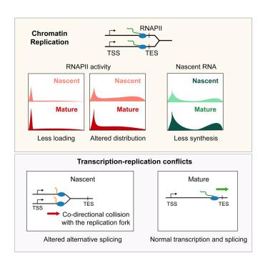 Collisions of RNA polymerases behind the replication fork promote alternative RNA splicing in newly replicated chromatin