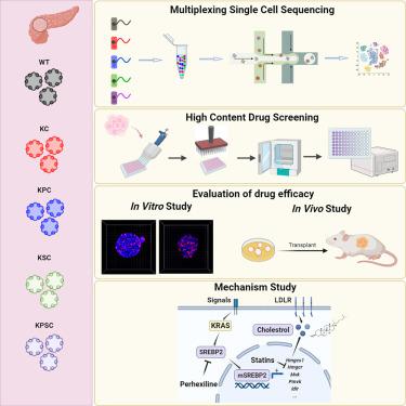 A pancreatic cancer organoid platform identifies an inhibitor specific to mutant KRAS