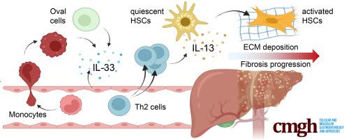 Th2 Cell Activation in Chronic Liver Disease Is Driven by Local IL33 and Contributes to IL13-Dependent Fibrogenesis