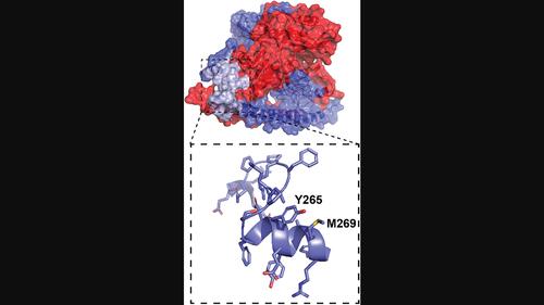 Development of stapled NONO-associated peptides reveals unexpected cell permeability and nuclear localisation