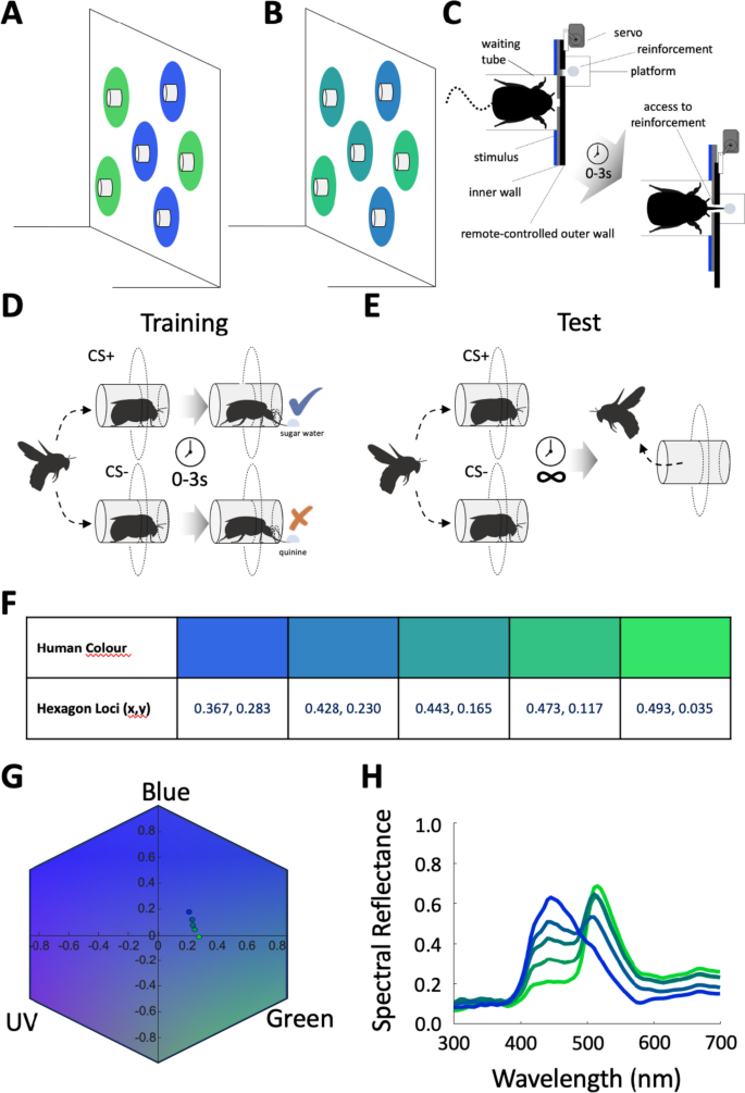 Bumblebees display stimulus-specific persistence behaviour after being trained on delayed reinforcement