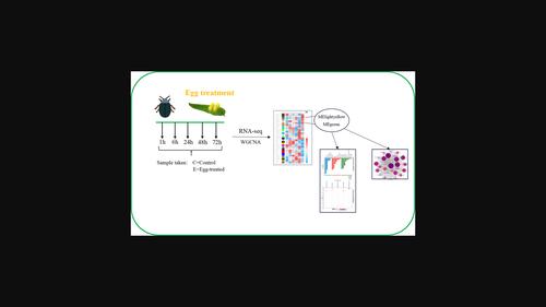 Temporal transcriptomic changes in willow leaves oviposited by Plagiodera versicolora