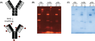 Development of fluorescence-linked immunosorbent assay for rapid detection of Staphylococcus aureus.