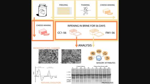 Insights into proteolysis, textural evolution, microstructural changes and sensory attributes of white brined cheese from frozen-stored caprine milk