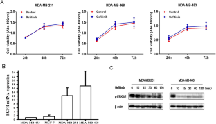 Relevance and mechanism of STAT3/miR-221-3p/Fascin-1 axis in EGFR TKI resistance of triple-negative breast cancer.