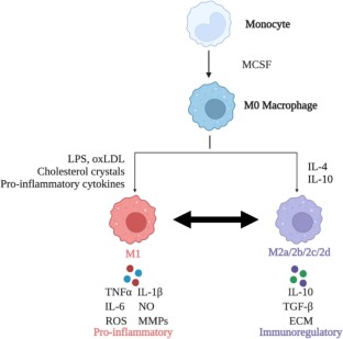 Roles of Macrophages and Their Interactions with Schwann Cells After Peripheral Nerve Injury.