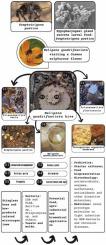 Associated bacterial microbiota of honey and related products from stingless bees as novel sources of bioactive compounds for biotechnological applications