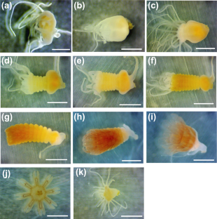 Role of cell proliferation in strobilation of moon jellyfish Aurelia coerulea