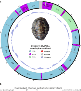 Complete Mitochondrial Genome and Phylogenetic Relationships of the Red Sea Chiton Acanthopleura vaillantii Rochebrune, 1882 (Polyplacophora: Chitonida)