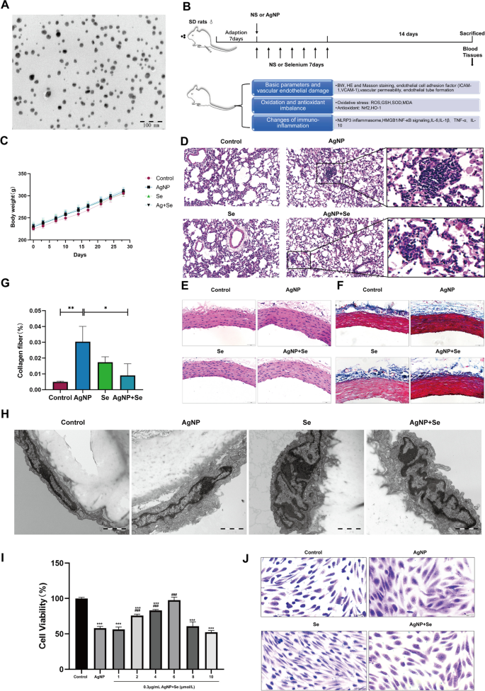 Sodium Selenite Ameliorates Silver Nanoparticles Induced Vascular Endothelial Cytotoxic Injury by Antioxidative Properties and Suppressing Inflammation Through Activating the Nrf2 Signaling Pathway.