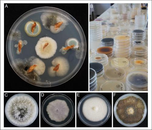 The Biosecurity Risks of International Forest Tree Seed Movements