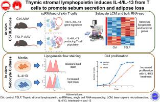 Thymic stromal lymphopoietin induces IL-4/IL-13 from T cells to promote sebum secretion and adipose loss