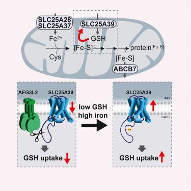 Dual regulation of SLC25A39 by AFG3L2 and iron controls mitochondrial glutathione homeostasis