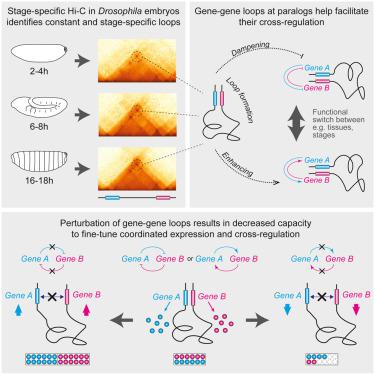 Chromatin gene-gene loops support the cross-regulation of genes with related function