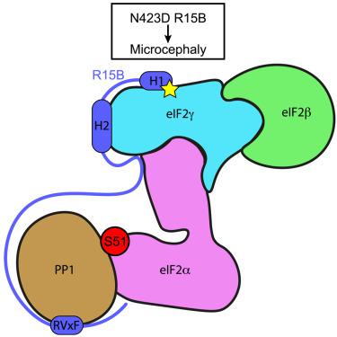 Recruitment of trimeric eIF2 by phosphatase non-catalytic subunit PPP1R15B