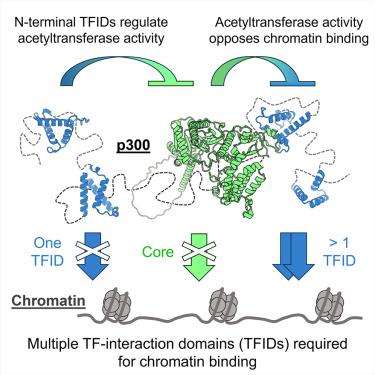 p300 is an obligate integrator of combinatorial transcription factor inputs