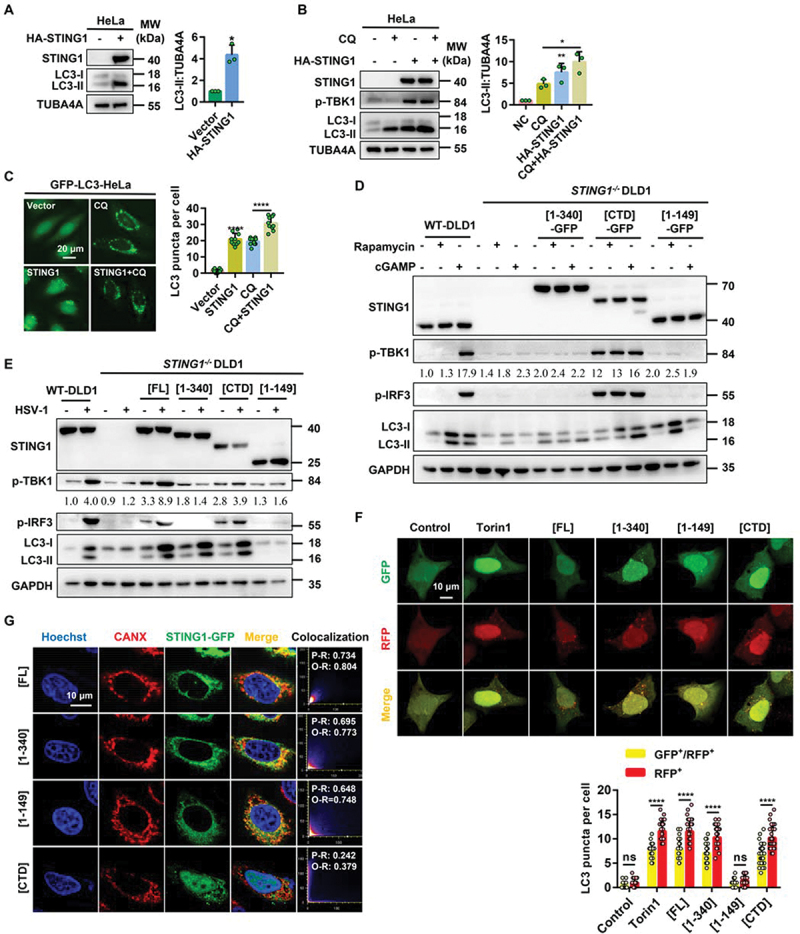 Noncanonical autophagy is a new strategy to inhibit HSV-1 through STING1 activation.