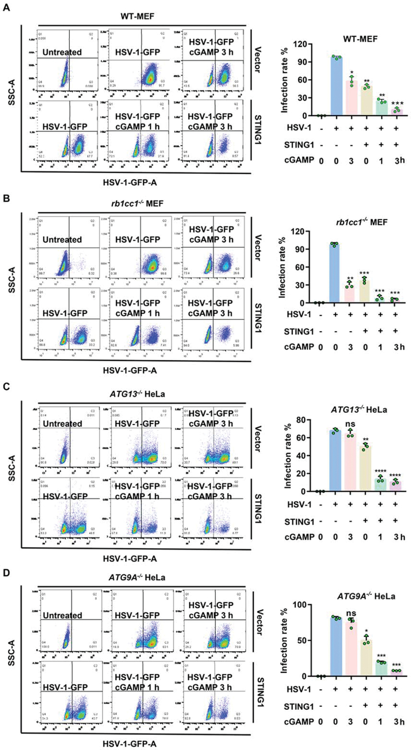 Noncanonical autophagy is a new strategy to inhibit HSV-1 through STING1 activation.