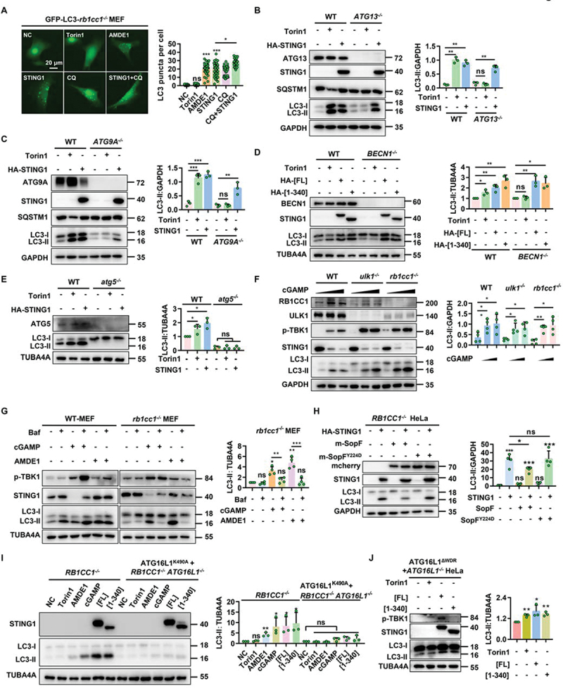 Noncanonical autophagy is a new strategy to inhibit HSV-1 through STING1 activation.