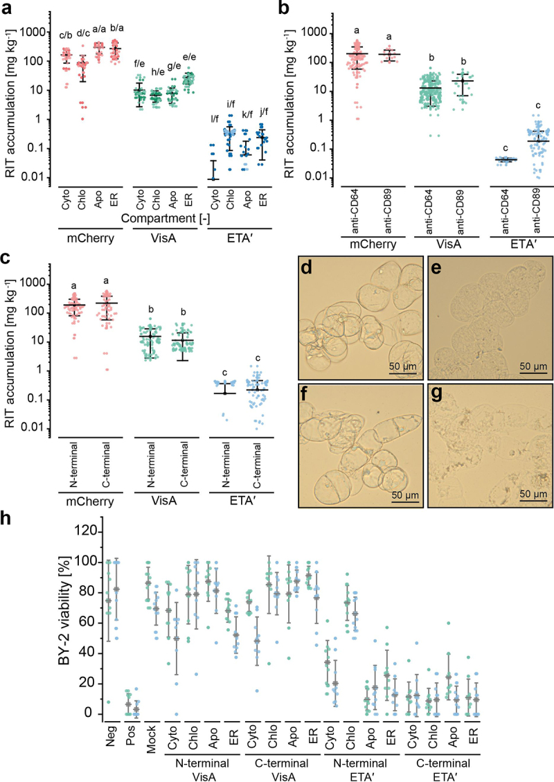 Design, optimization, production and activity testing of recombinant immunotoxins expressed in plants and plant cells for the treatment of monocytic leukemia.