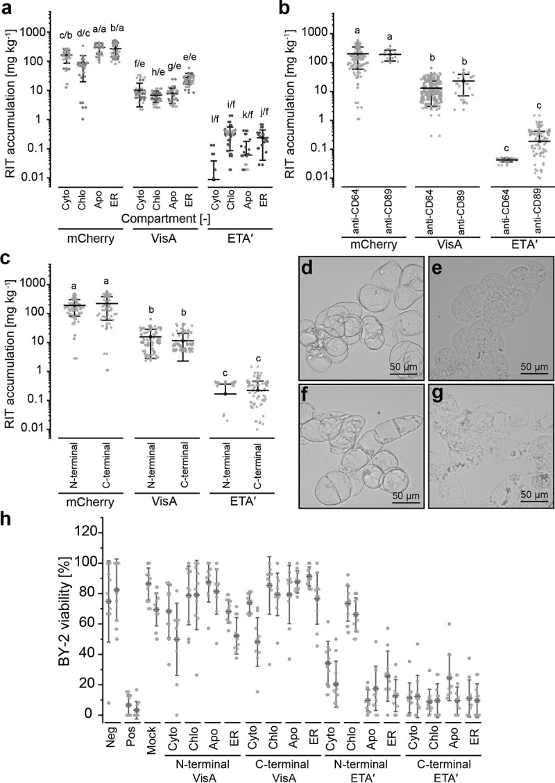 Design, optimization, production and activity testing of recombinant immunotoxins expressed in plants and plant cells for the treatment of monocytic leukemia.