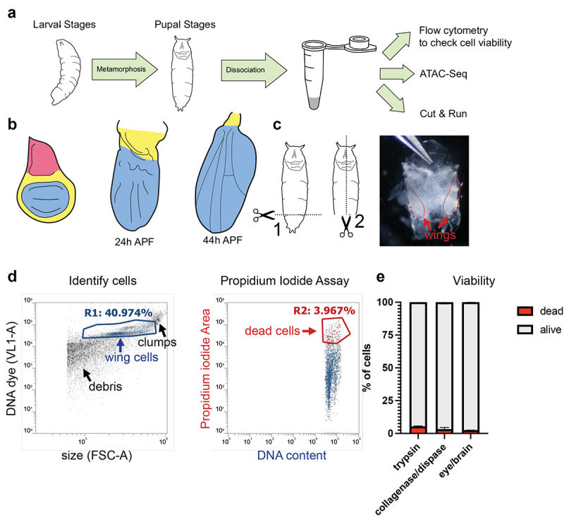 A tissue dissociation method for ATAC-seq and CUT&RUN in <i>Drosophila</i> pupal tissues.