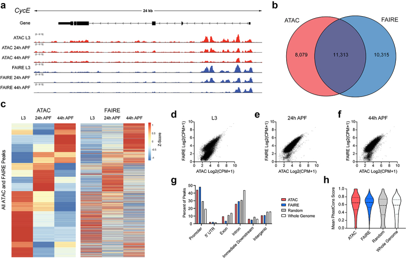 A tissue dissociation method for ATAC-seq and CUT&RUN in <i>Drosophila</i> pupal tissues.