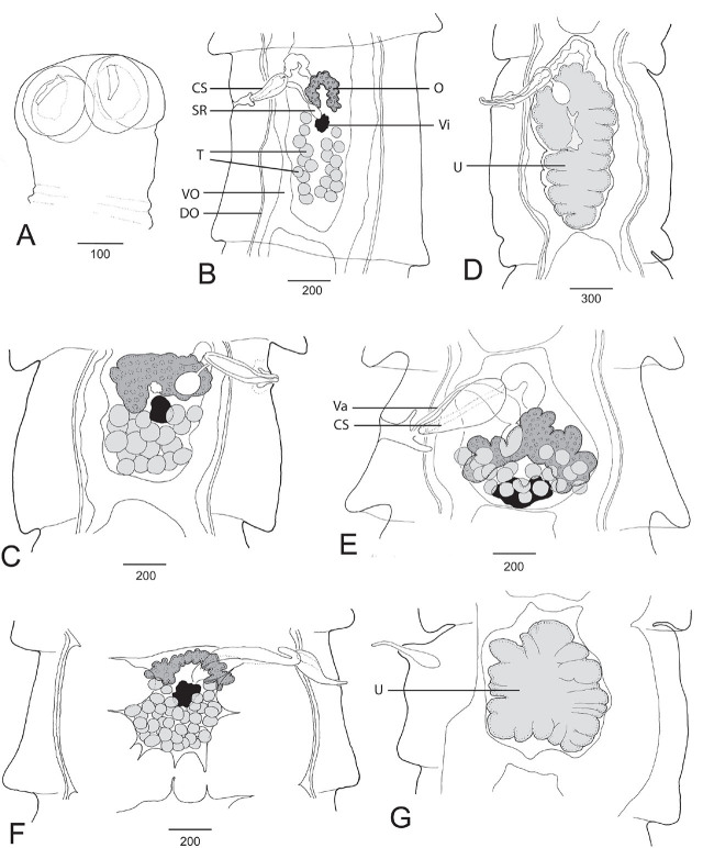 Systematic position of the enigmatic <i>Quentinia mesovitellinica</i> (Rêgo, 1967) (Cestoda, Cyclophyllidea).