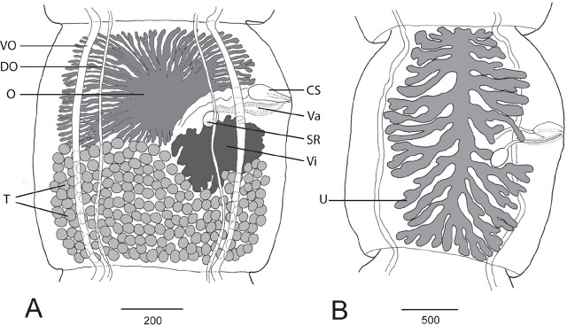 Systematic position of the enigmatic <i>Quentinia mesovitellinica</i> (Rêgo, 1967) (Cestoda, Cyclophyllidea).