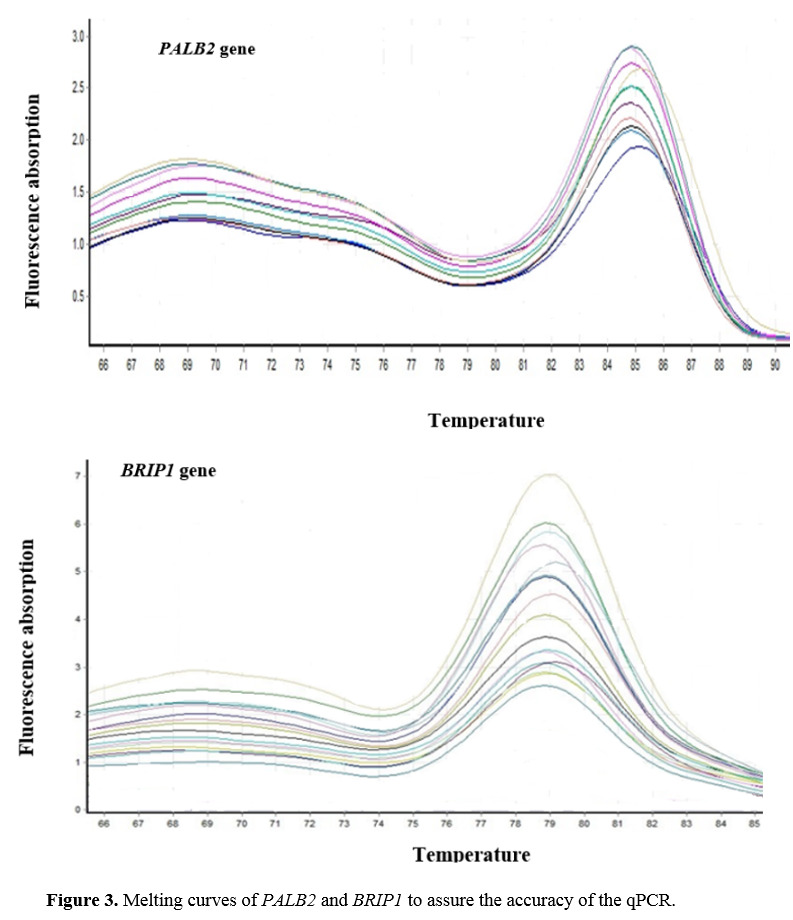Quantitative Assessment of PALB2 and BRIP1 Genes Expression in the Breast Cancer Cell Line under the Influence of Tamoxifen.