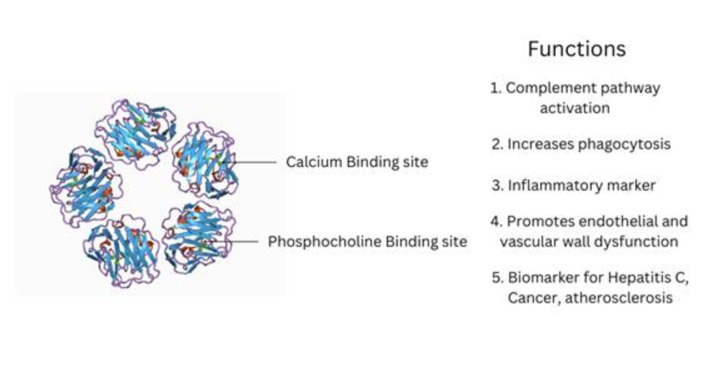 Role of C-reactive protein in disease progression, diagnosis and management.