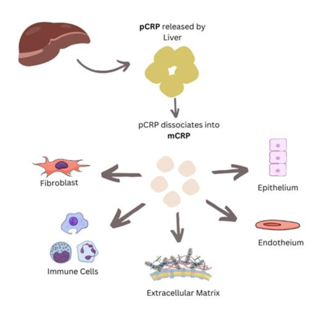 Role of C-reactive protein in disease progression, diagnosis and management.